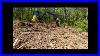 Deere-35g-Mini-Excavator-Removing-Stumps-U0026-Grading-01-bufj
