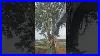 Downing-Some-Decent-Oaks-Johndeere-Heavyequipment-Agriculture-Tree-01-naog